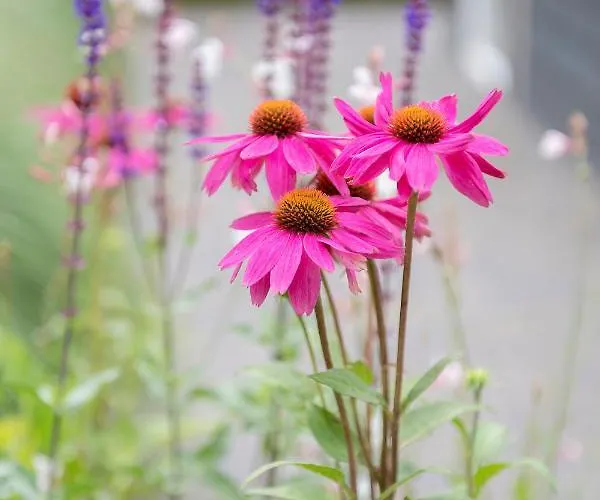 Soeren Lounge אכסניה